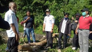 Ratusan Hektar Sawah di Bua Luwu Dialiri Bendungan Tradisional