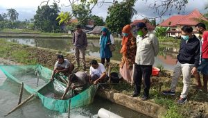 10 Ribu Benih Ikan Mas Dilepas Dinas Perikanan Luwu