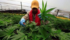 Dicabut Kementan, Ganja Batal Masuk Komoditas Binaan Tanaman Obat