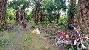 Arena Sabung Ayam Digerebek di Luwu Utara, 8 Motor dan Ayam Jago Diamankan