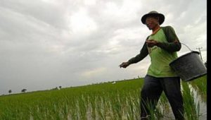 Reses, Ainun Massinring Dengar Keluhan Petani Terkait Kelangkaan Pupuk