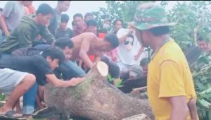 Video Detik-detik Angin Puting Beliung Terjang Lamasi Timur Hingga Evakuasi Warga Meninggal Tertimpa Pohon