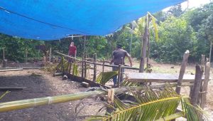 Polisi Ketahuan Sebelum Tiba di TKP, Pelaku Judi Sabung Ayam di Luwu Kabur