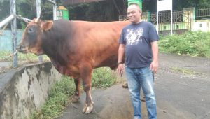 Berat 1 Ton Lebih, Sapi Kurban Jokowi Tiba di Palopo