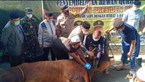 Sembelih Hewan Kurban Presiden, Walikota Palopo Doakan Jokowi