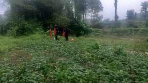 Gegana Polda Sulsel Ledakkan Granat Nanas yang Ditemukan Warga Luwu Utara