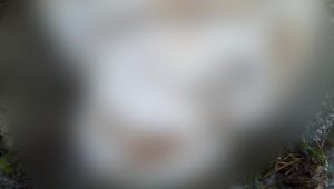 Geger, Kerangka Manusia Diawetkan Ditemukan di Pinggir Sungai Rongkong Luwu Utara