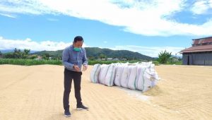 Bulog Hentikan Pengadaan Beras di Luwu Raya, Wahyu Napeng : Berdampak Buruk Bagi Petani