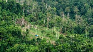 Ribuan Hektar Kawasan Hutan di Luwu Alami Alih Fungsi Lahan