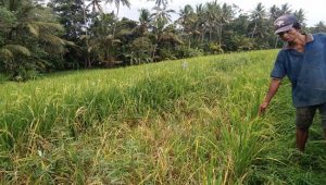 Terbukti! Inilah Solusi Praktis Basmi Hama Tikus Skala Kecil hingga Menggila seperti di Gunungkidul