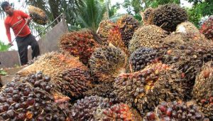 Harga TBS Sawit Naik Hingga Rp 2.670 Per Kg