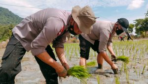 Dukung Peningkatan Ketahanan Pangan Nasional, Brimob Baebunta Tanam 200 Kilogram Bibit Padi di Walenrang