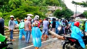 Dua Pengedara di Toraja Tertimpa Pohon Tumbang