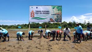 Pemkab Kolaka Apresiasi Tanam Perdana SRI Organik PT Vale di Blok Pomala