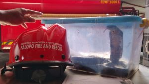 Bikin Takut, Ular Berbisa Jenis Cobra Masuk ke Rumah Warga Palopo