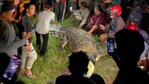 Akhirnya… Buaya Berkalung Ban di Palu Ditangkap Warga