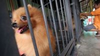 cara penggunaan obat kutu anjing