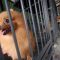 cara penggunaan obat kutu anjing