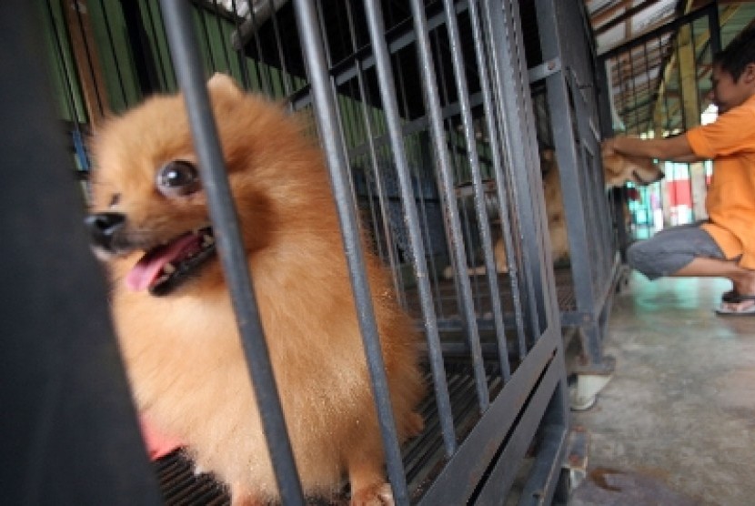 cara penggunaan obat kutu anjing