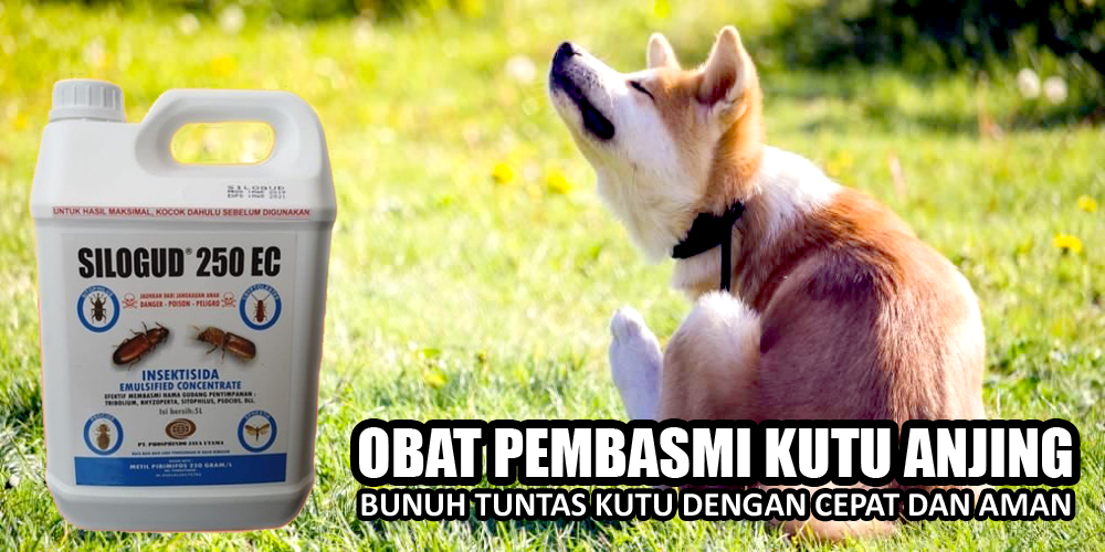 cara pemakaian obat kutu anjing