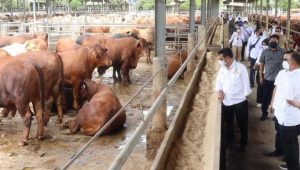 Mentan Jamin Stok Daging Sapi Aman Hingga Lebaran