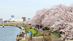 Tips Memilih Paket Travel Ke Jepang