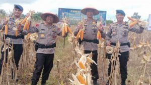 Dansat Brimobda Sulsel Panen Perdana Kebun Jagung Milik Brimob Baebunta