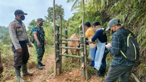 Bekerjasama dengan Dinas Pertanian dan Dokter Hewan, Polres Luwu Vaksinasi 100 Ekor Hewan Ternak