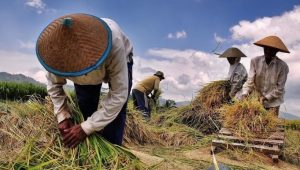 Persentase Miskin di Luwu Tahun 2023 Meningkat 0,22 Pesen, Kasi Nerwiil BPS Sebut Penyebabnya Adalah Sebagaian Besar Masyarakat Berprofesi Sebagai Petani