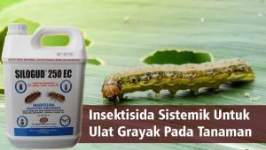 Insektisida Sistemik Untuk Ulat Grayak Pada Tanaman