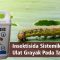 Insektisida Sistemik Untuk Ulat Grayak Pada Tanaman