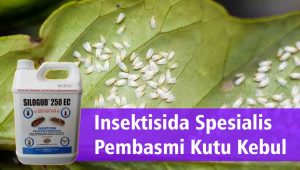 Insektisida Spesialis Pembasmi Kutu Kebul