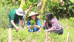 Melalui PSRLB, PT Vale Dorong Kemandirian Warga Lokal di Sektor Ketahanan Pangan
