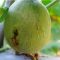 Insektisida Sistemik Untuk Lalat Buah Paling Ampuh