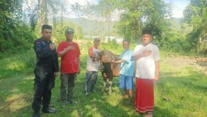 Danyon D Pelopor Baebunta Kurban 2 Ekor Sapi untuk Warga Mancani
