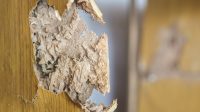 Mengenal Jenis Rayap Kayu dan Cara Mengatasinya
