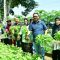 sayur