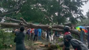 Macetkan Arus Lalin, Babinsa Bersama Warga Bersihkan Pohon Tumbang di Batu Walenrang Palopo