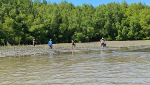 Elpiji Kini Mudah Didapat, Mangrove Tak Lagi Dibabat