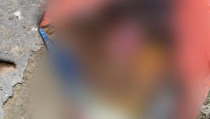 13 Korban Longsor Bonglo, Bastem Utara Berhasil Ditemukan, 4 Orang Meninggal Dunia