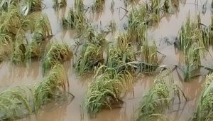 Pasca Banjir dan Longsor di Kabupaten Luwu, Ribuan Hektar Sawah Gagal Panen