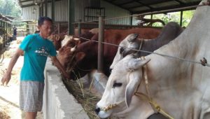 Membedah Makna Qurban dan Aqiqah dalam Tradisi Islam