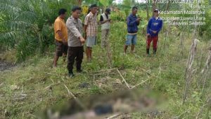 Pamit ke Kebun, Lansia Asal Malangke Ditemukan Tak Bernyawa