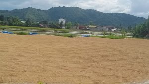 Perum Bulog Palopo Serap 58 Ribu Ton Gabah, 19 Ribu Ton Serapan Padi Petani Luwu