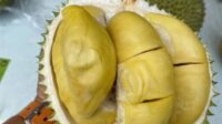 Durian Lokal Pollo Suso Jadi Juara Festival Durian di Palopo
