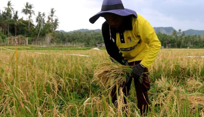 Tekan Kenaikan Harga Pangan, Pemerintah bakal Lebih Aktif Intervensi Pasar
