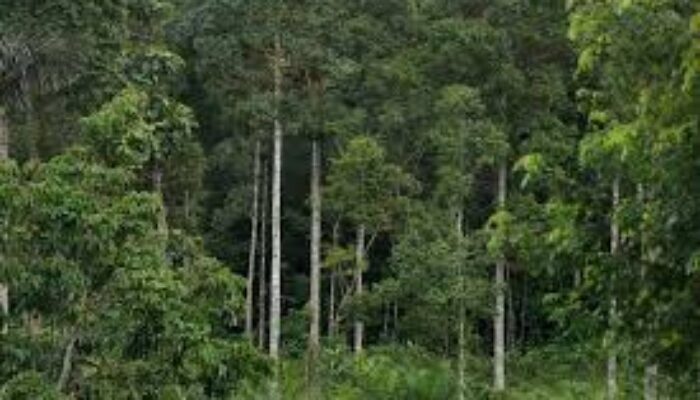 Kades Papakaju, Kabupaten Luwu Pindah Tangankan Kawasan Hutan Lindung ke Warga dengan Harga 50 Juta