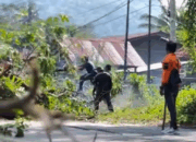 DLH Palopo Permudah Pelaporan Penebangan dan Pemangkasan Pohon Secara Online