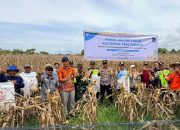 Komitmen PT Vale Wujudkan Pembangunan Berkelanjutan Program PPM, Petani Binaan Panen Jagung Pakan