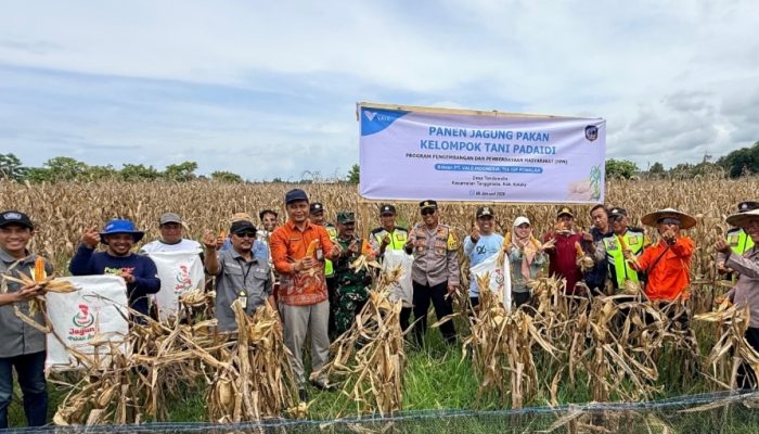 Komitmen PT Vale Wujudkan Pembangunan Berkelanjutan Program PPM, Petani Binaan Panen Jagung Pakan